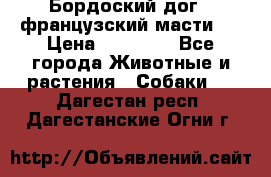 Бордоский дог ( французский масти)  › Цена ­ 50 000 - Все города Животные и растения » Собаки   . Дагестан респ.,Дагестанские Огни г.